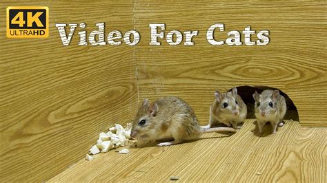 cat videos for cats to watch|mice on computer screen for cats.